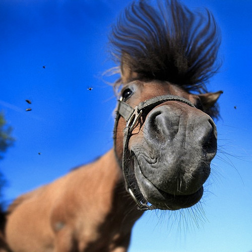 Double digit winners horse - winners,
