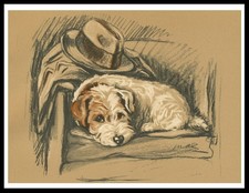 Jack russell terrier lovely - terrier,