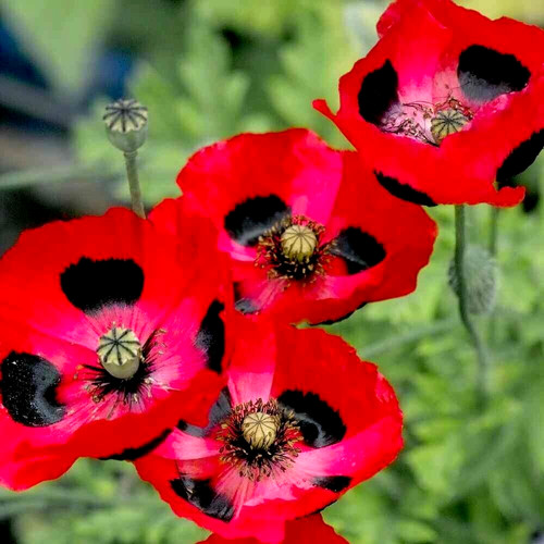 Poppy papaver commutatum lady - poppy,