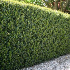 Box Hedge Alternative, Ilex