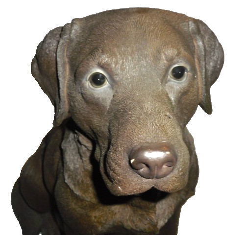 Brown labrador retriever dog - brown,