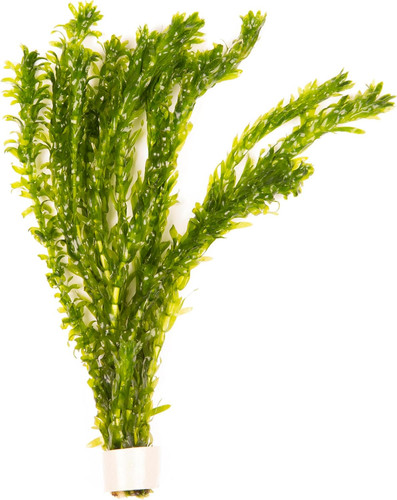 Lincsplants elodea densa - 5, x