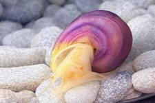3 Magenta Mystery Snails