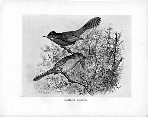 Old c1898 birds - old,