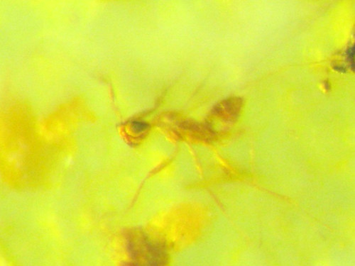 Pliocene amber kenya africa - pliocene,