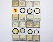 8  Antique Microscope  Slides