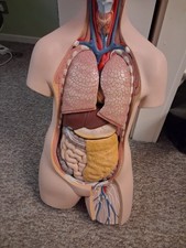 Men's Anatomical Medical Model