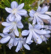 New Agapanthus 'Hoyland Blue'