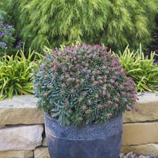 Euphorbia Ascot Petite 3 x 5cm