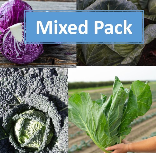 Mixed pack cabbage - pack, plug