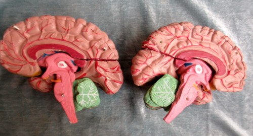 Anatomical model human - anatomical, of