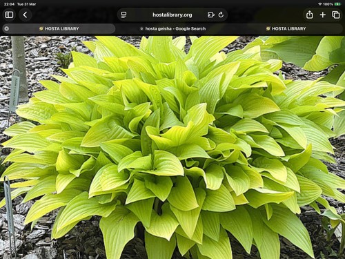 Hosta cherry tart pot grown - tart, (