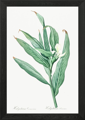 Botanical illustration a - illustration,