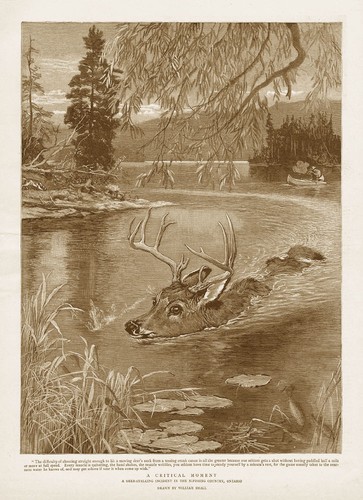 Canada deer stalking incident - stalking,