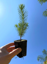 Stone Pine Live Tree (Pinus