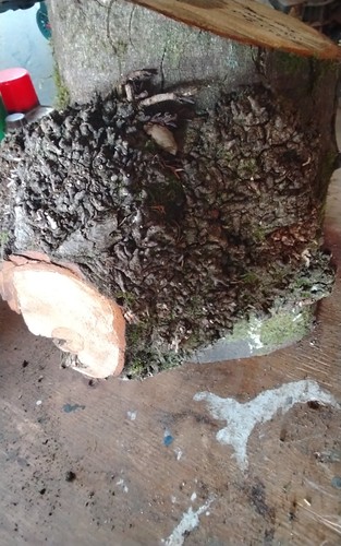 Sycamore burr bowl blank - blank, wood