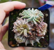 Multi Heads Rare Plant