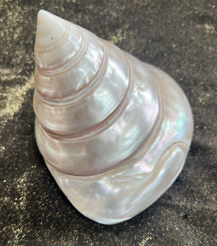 Polished top shell approx - "top", 4