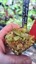 Nepenthes (Viking x amp BM) x