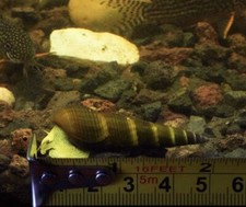 Rabbit Snails Freshwater 3