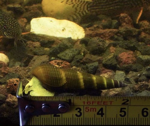 Rabbit snails freshwater - snails, 3