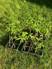 2 x Horse Chestnut Conker Tree