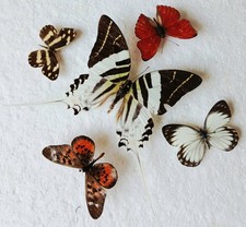  Butterfly Collection Set x5