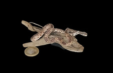 Taxidermy Small Corn Snake