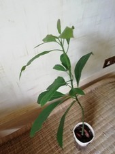 Avocado plant 