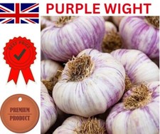 20X Garlic Cloves For planting Now 'Purple Wight' Hardy From Bulb Cheap