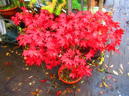 3ft inc pot outdoor - inc., bonsai