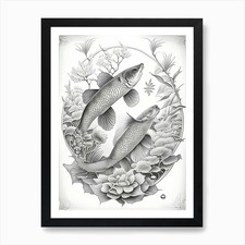 Kin Showa Koi Fish Haeckel