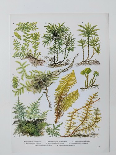 Fern print green leaf - leaf, plants