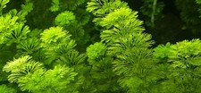 6 X Limnophila Sessiliflora