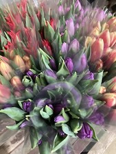 50 Mixed Tulips (Bulbs) Free