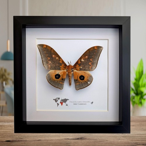 Framed cleopatra silkmoth