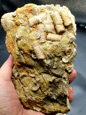 Natural YunNan prehistoric