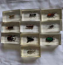 Set of 10 real insects in