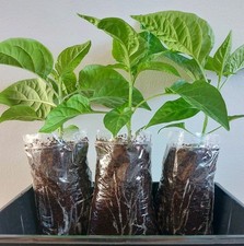 3x Bangladeshi Kala Naga