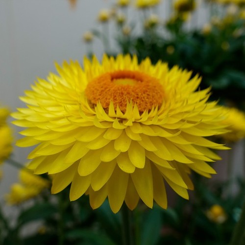 Helichrysum gold garden - helichrysum,