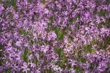 Ragged robin seeds 2500 - seeds,
