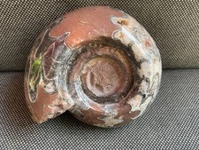 Goniatite / Ammonite Metalegoceras Sp Rare Calcite Filled Fossil Timor-Leste