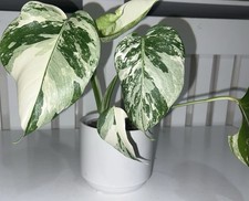 Monstera Albo Highly Variegated Plant 5 Leaves Fully Rooted Cutting