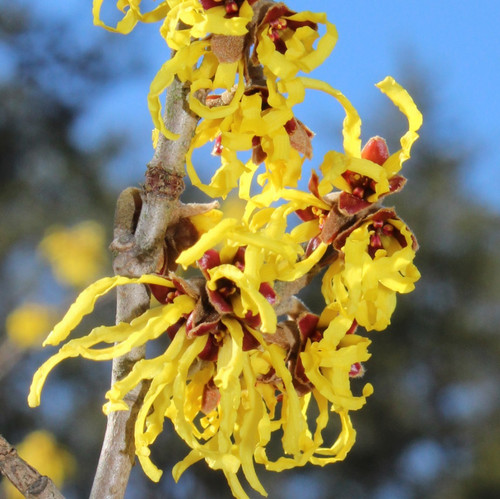 Witch hazel arnolds - witch, promise