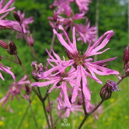 Seeds ragged robin silene - seeds, (silene