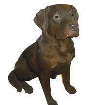 Brown Labrador Retriever Dog
