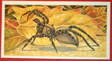 WOLF SPIDER   Illustrated