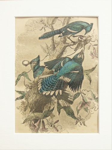 Blue jays bird print - -, c.1880