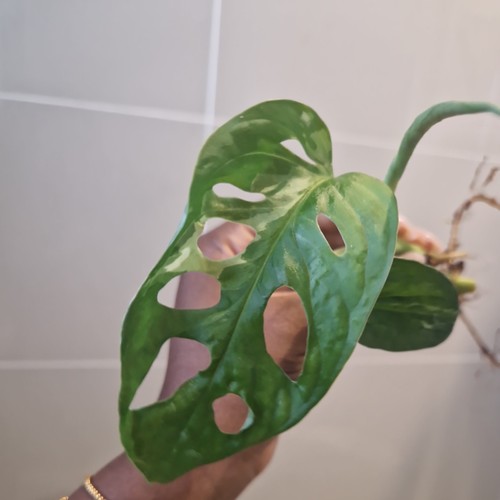 Monstera adansonii variegated - monstera,