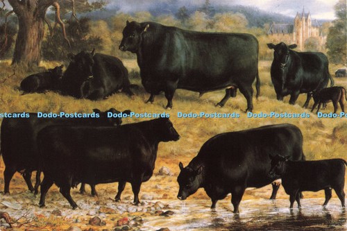 D201062 hero aberdeen angus - hero,